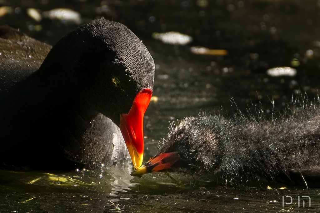 Gallinule poule d eau (adulte et juvénile)