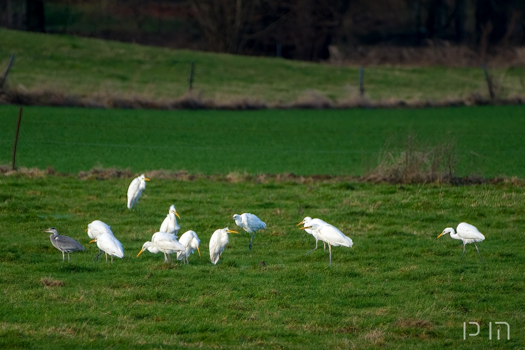 Grande Aigrette (dortoir)