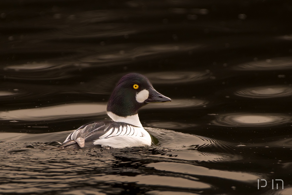 Garrot à œil d'or ♂