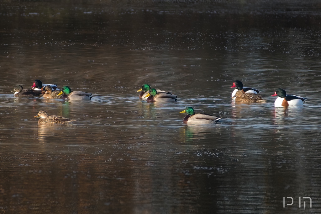 Canards colverts & Tadorne de Belon