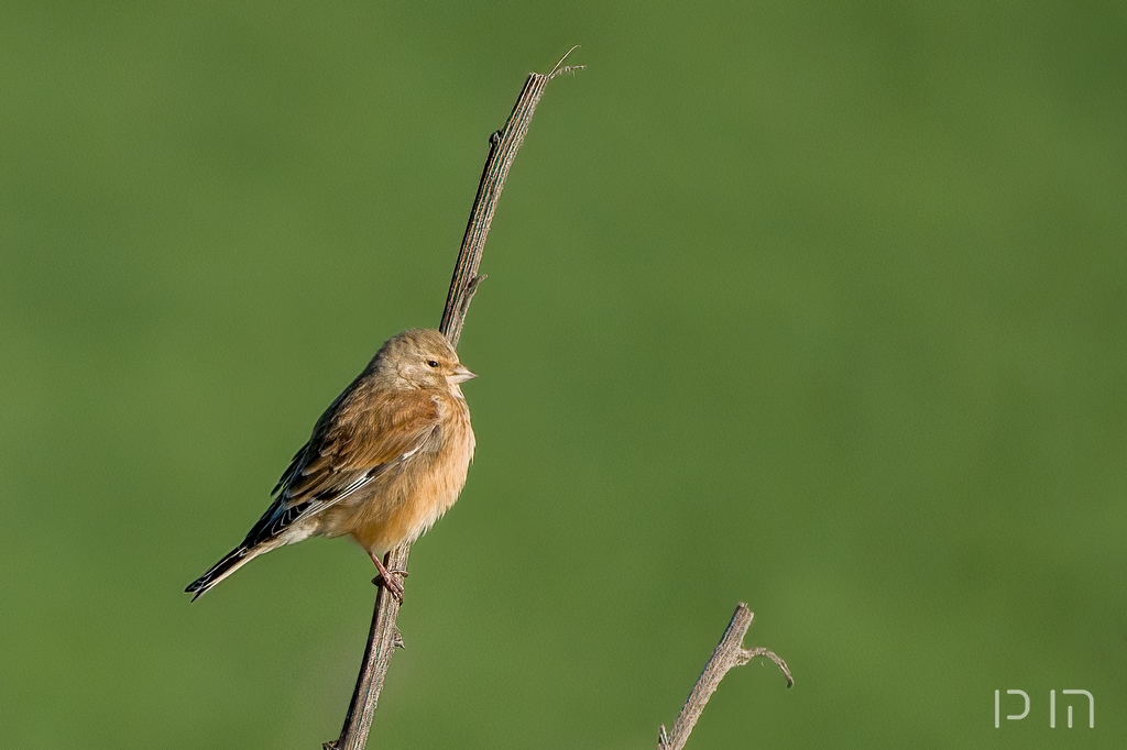 Linotte mélodieuse