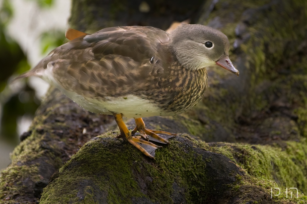 Canard mandarin ♀