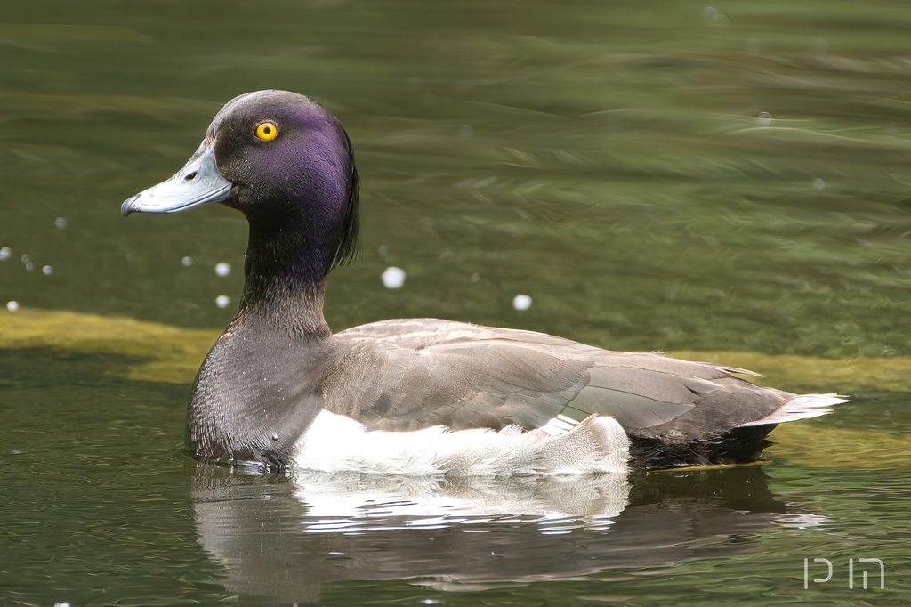 Fuligule morillon ♂