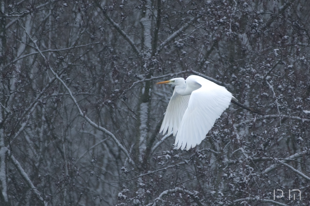 Grande Aigrette