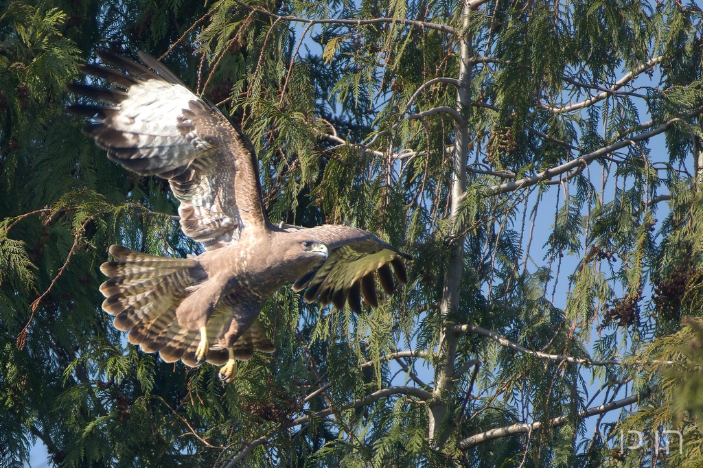 Buse variable