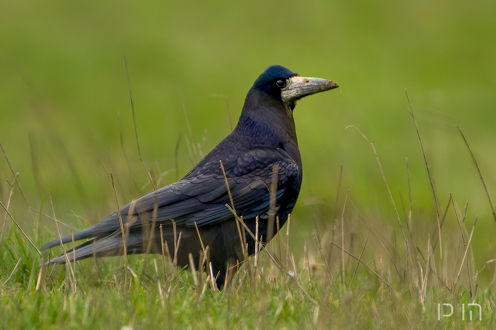 Corbeau fruex