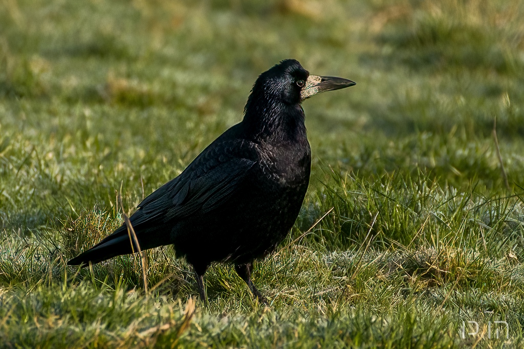 Corbeau freux