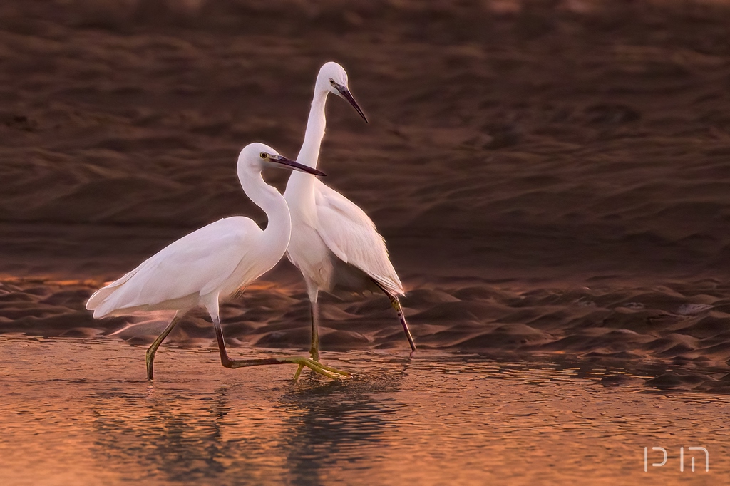 Aigrette garzette