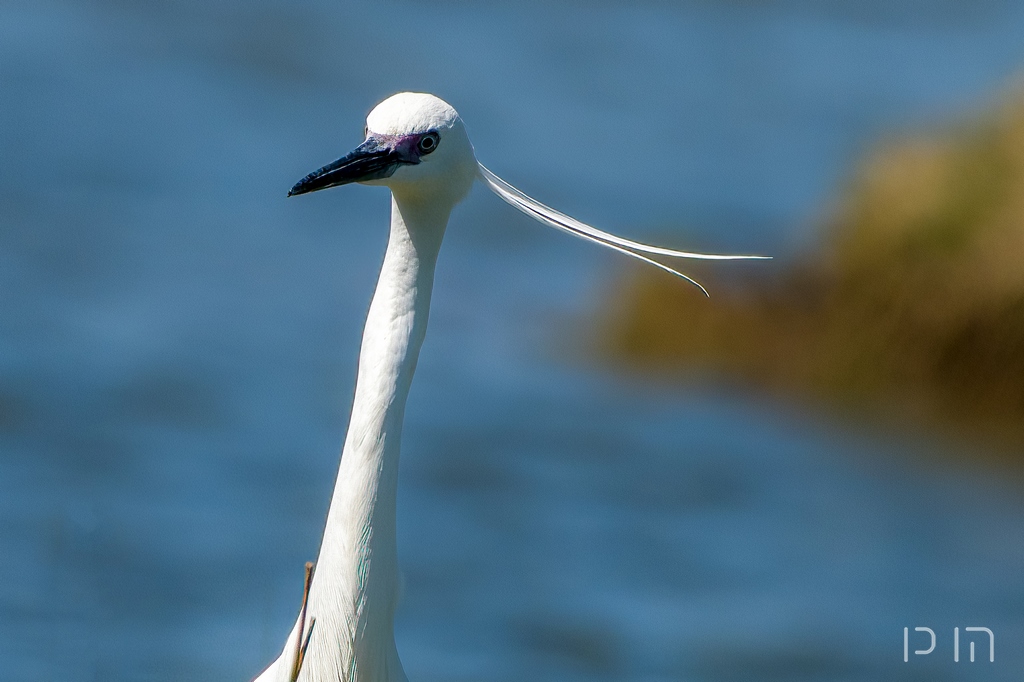 Aigrette garzette