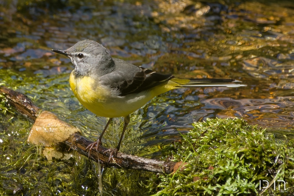 Bergeronnette des ruisseaux