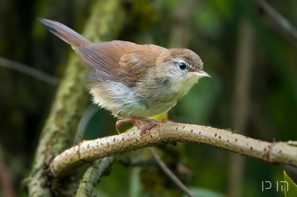 Bouscarle de Cetti