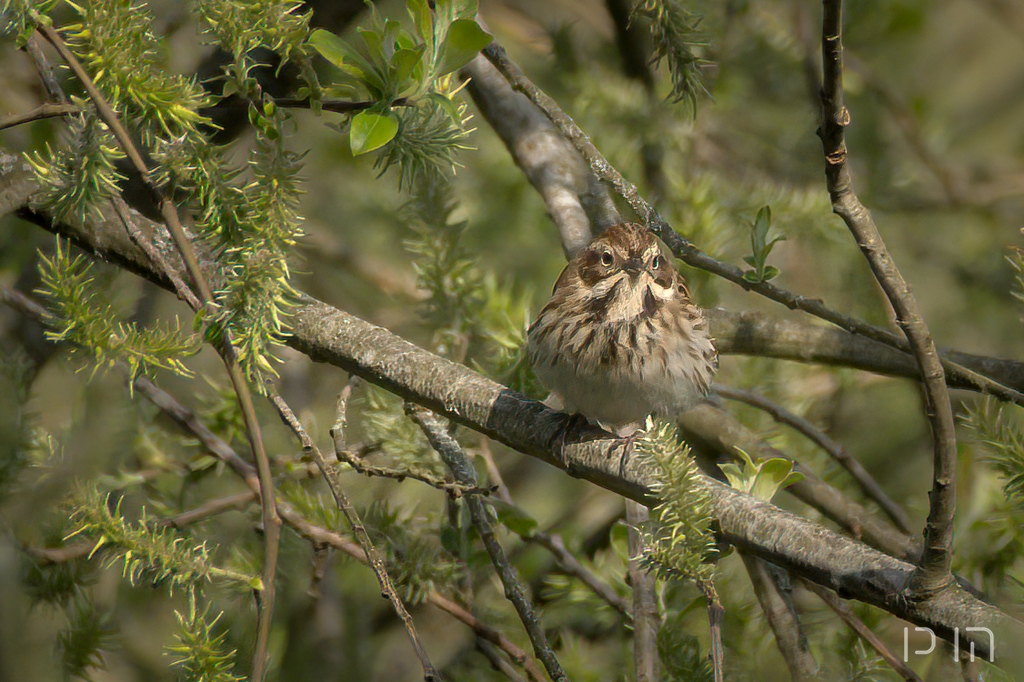 Bruant des roseaux ♀