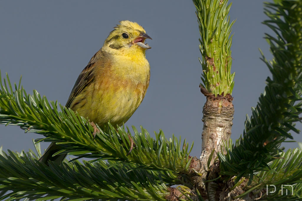 Bruant jaune