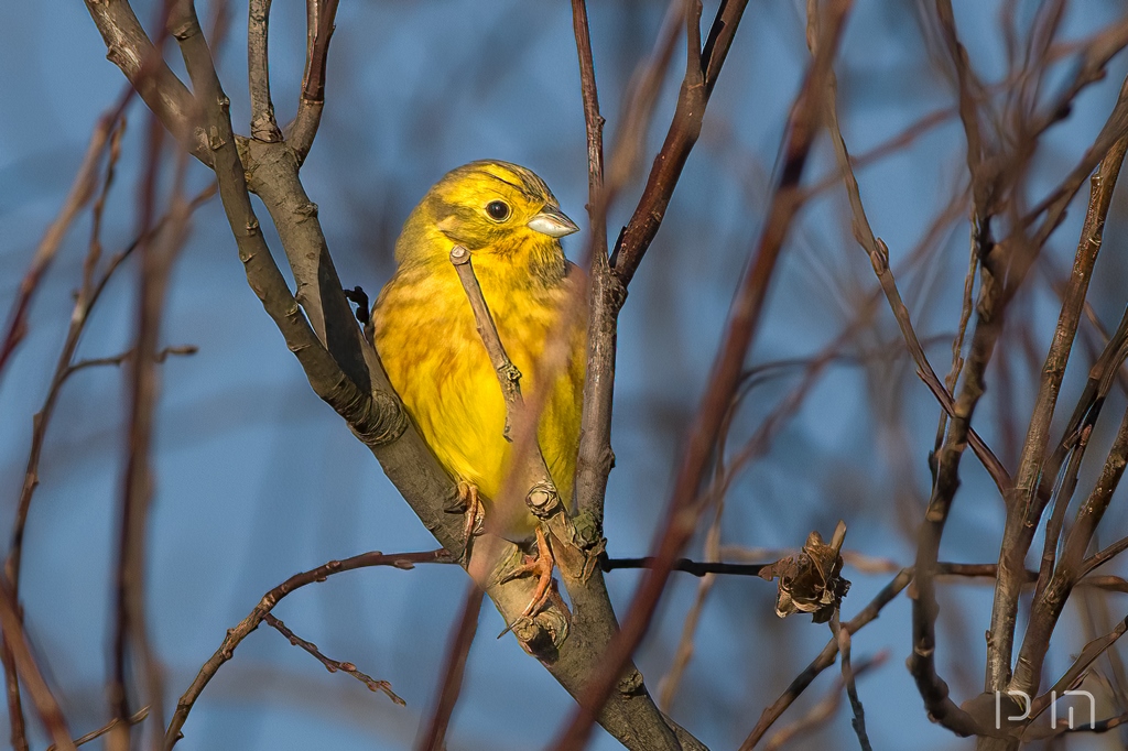 Bruant jaune ♂