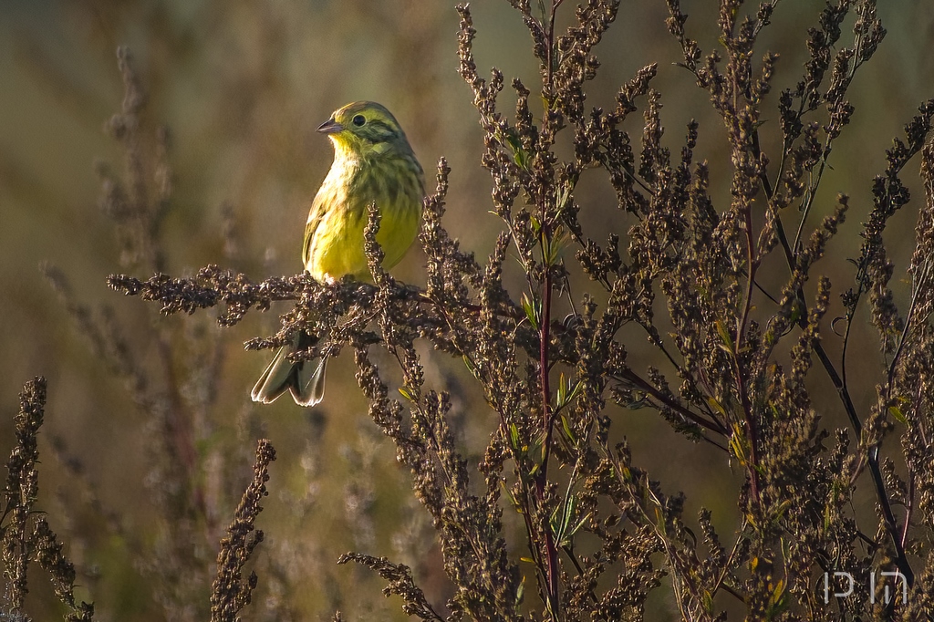 Bruant jaune ♂