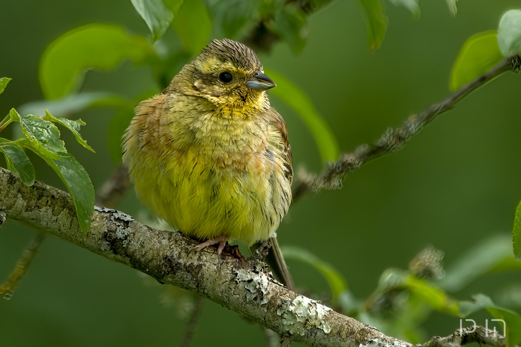 Bruant zizi (juvenile)