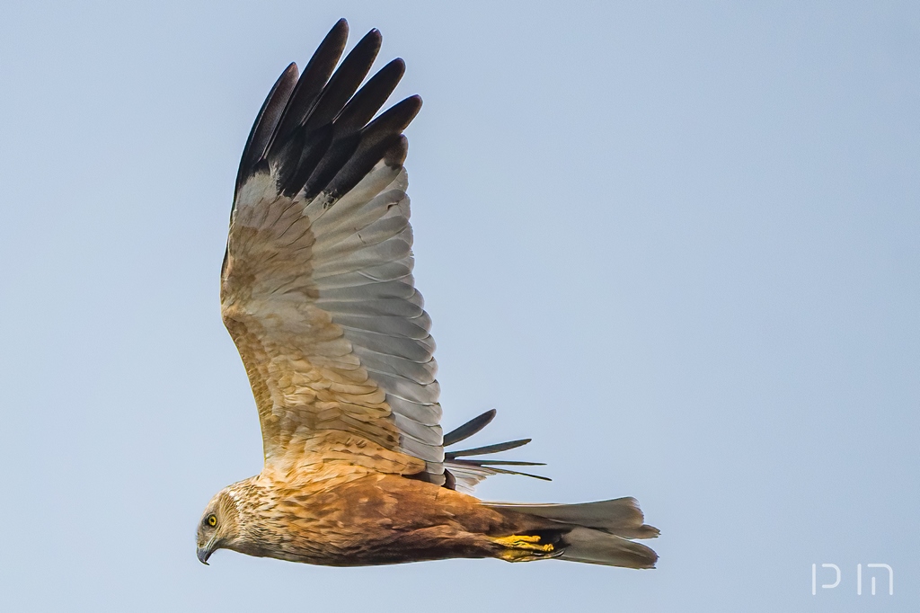 Busard des roseaux ♂