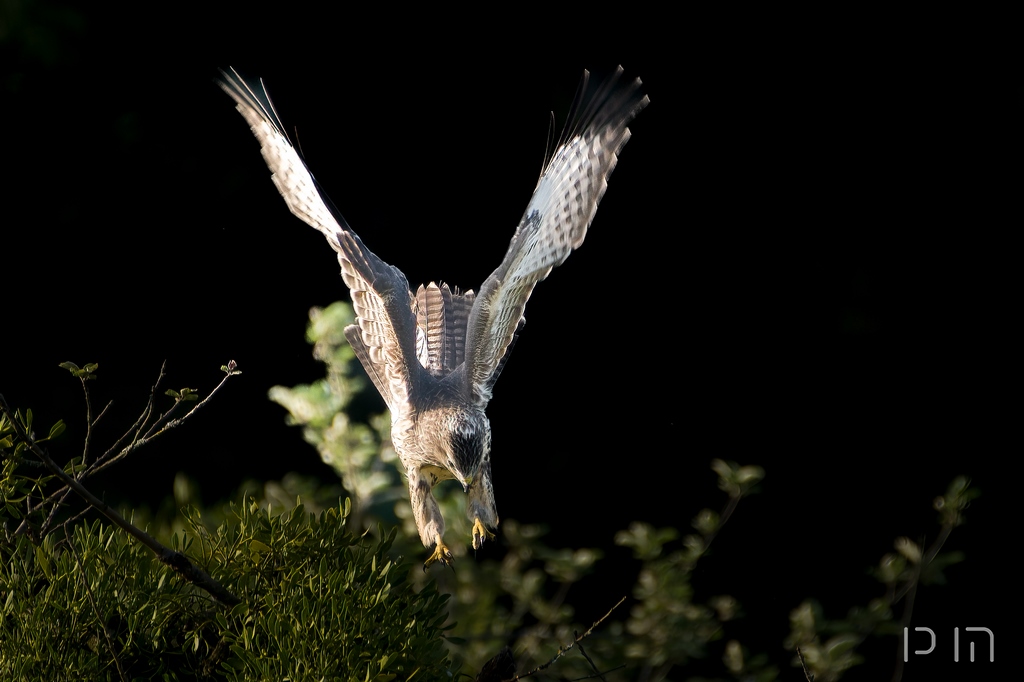 Buse variable