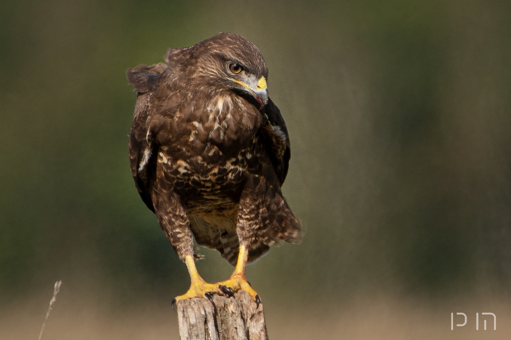 Buse variable