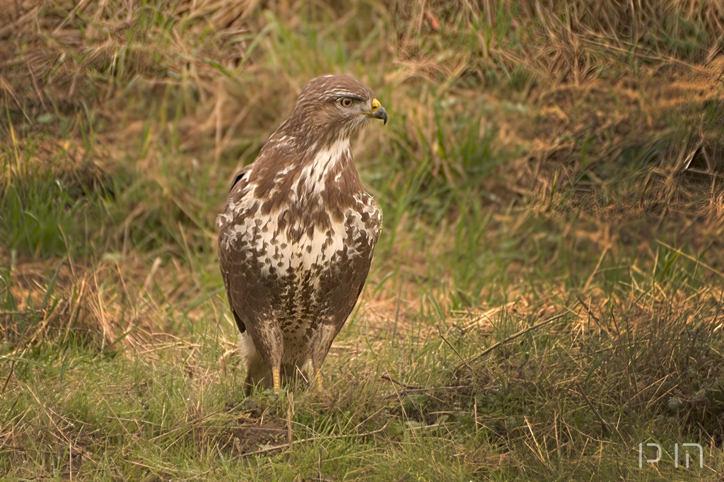 Buse variable