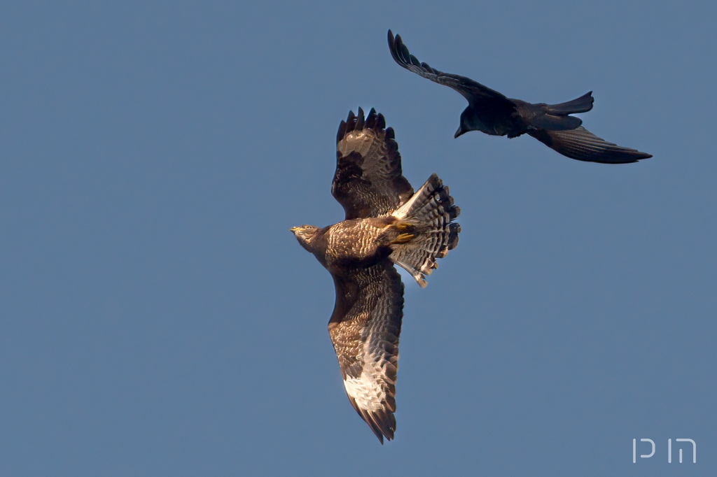 Buse variable vs Corneille noire