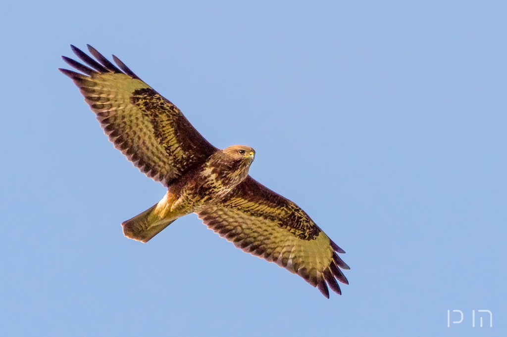 Buse variable