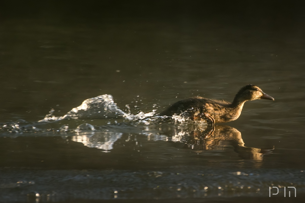 Canard chipeau