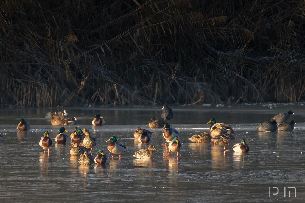 Canard colvert (frigorifiés)