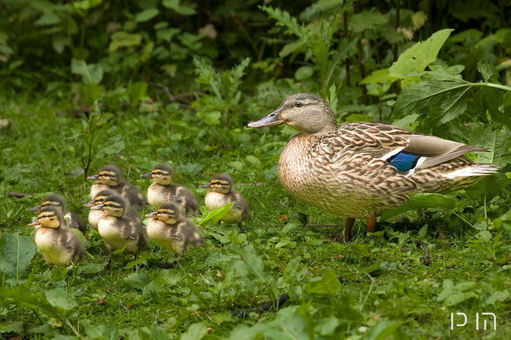 Canard colvert ♀