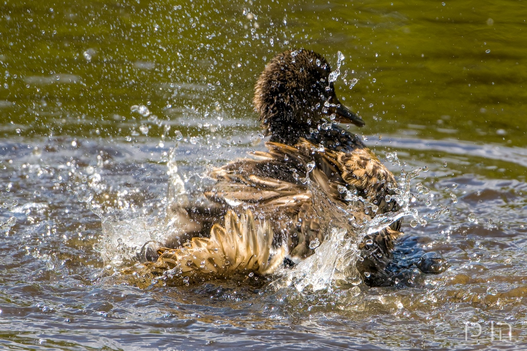 Canard colvert