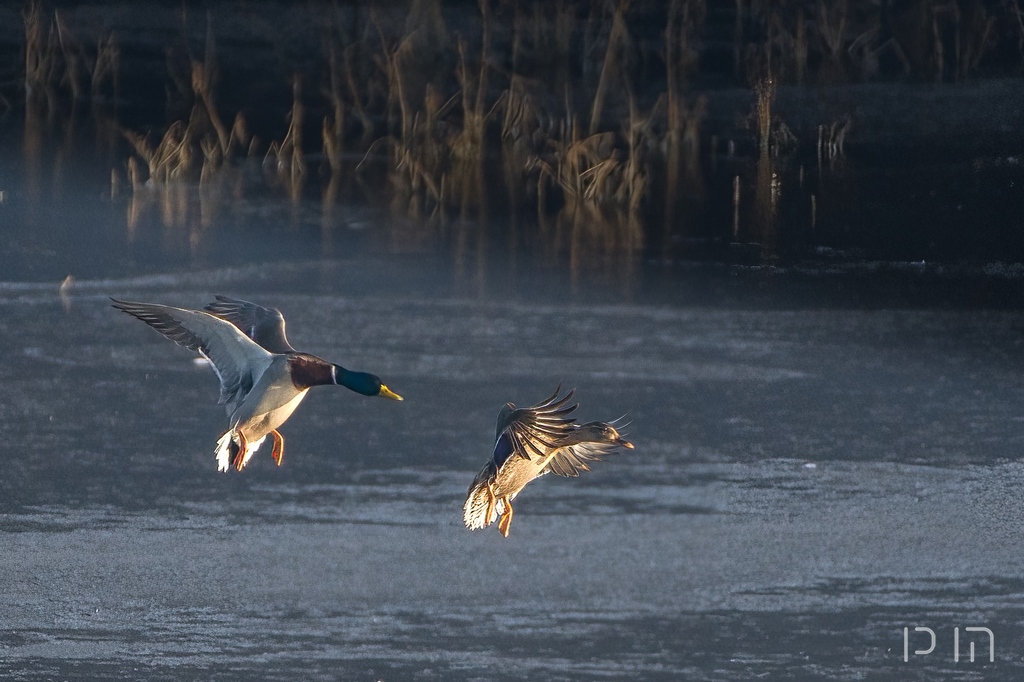 Canard colvert ♂ ♀ en atterrissage