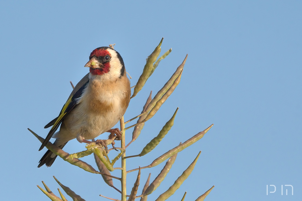 Chardonneret élégant