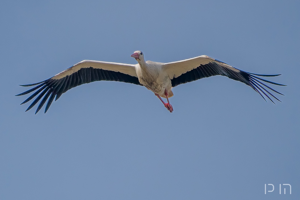 Cigogne blanche