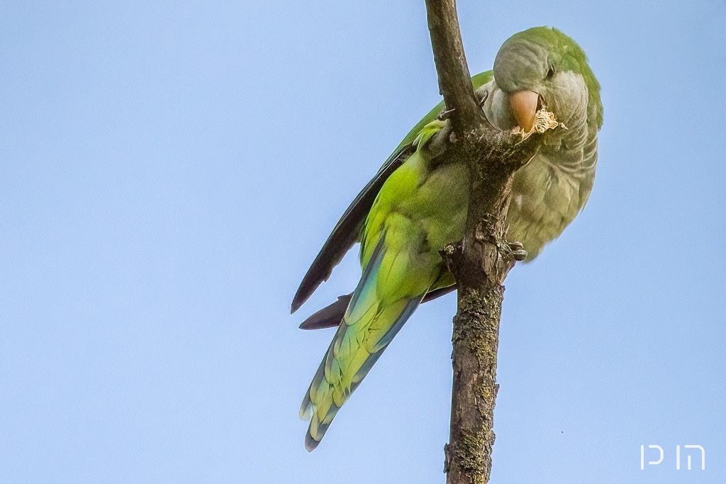 Conure veuve