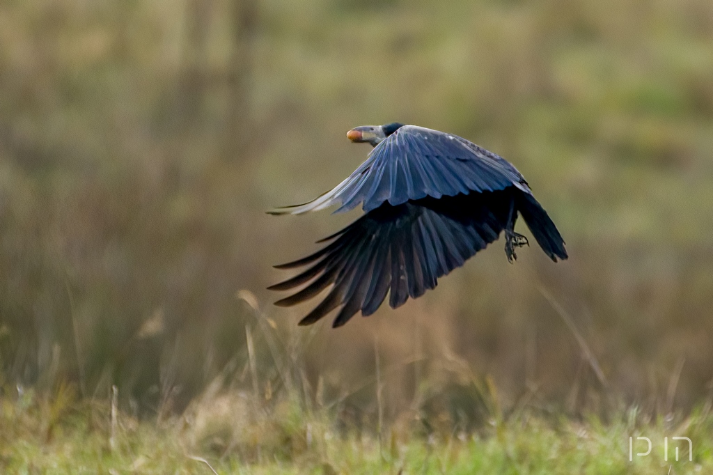 Corbeau freux