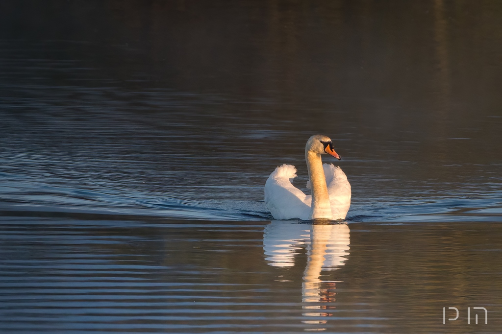 Cygne tuberculé