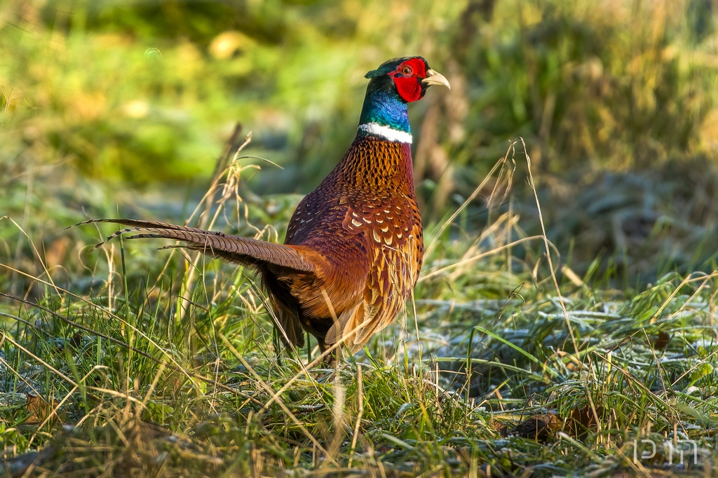 Faisan de Colchide ♂