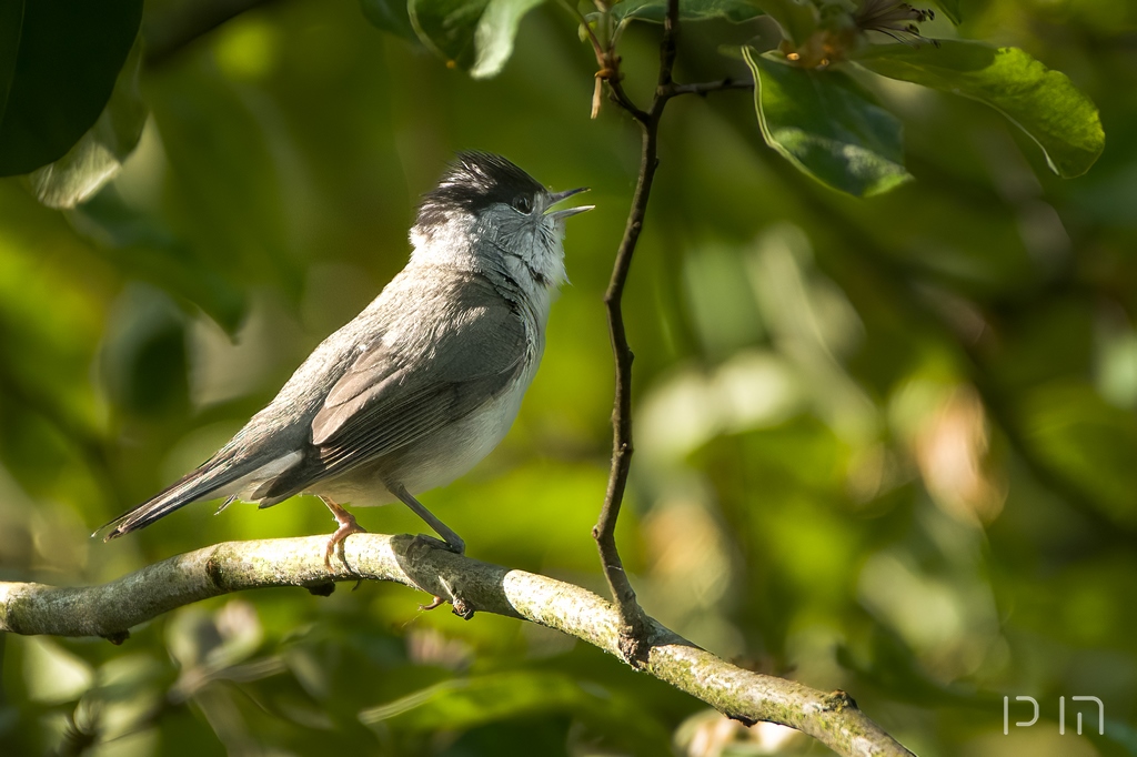 Fauvette a tète noire ♂