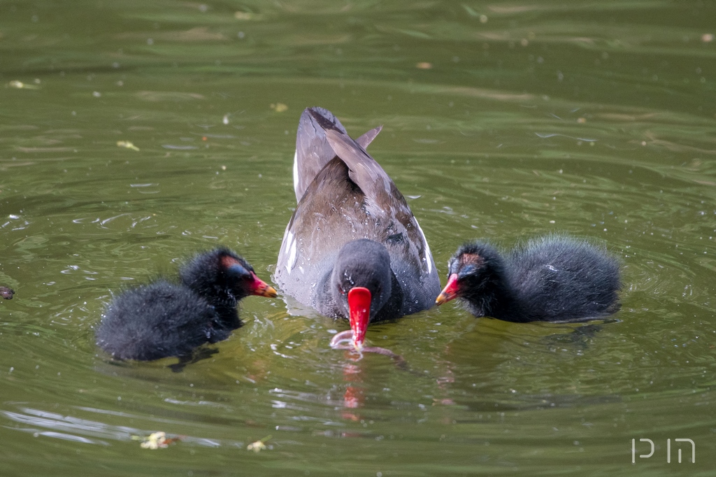 Gallinule poule d'eau