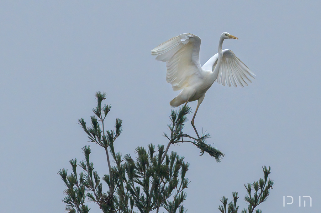 Grande Aigrette