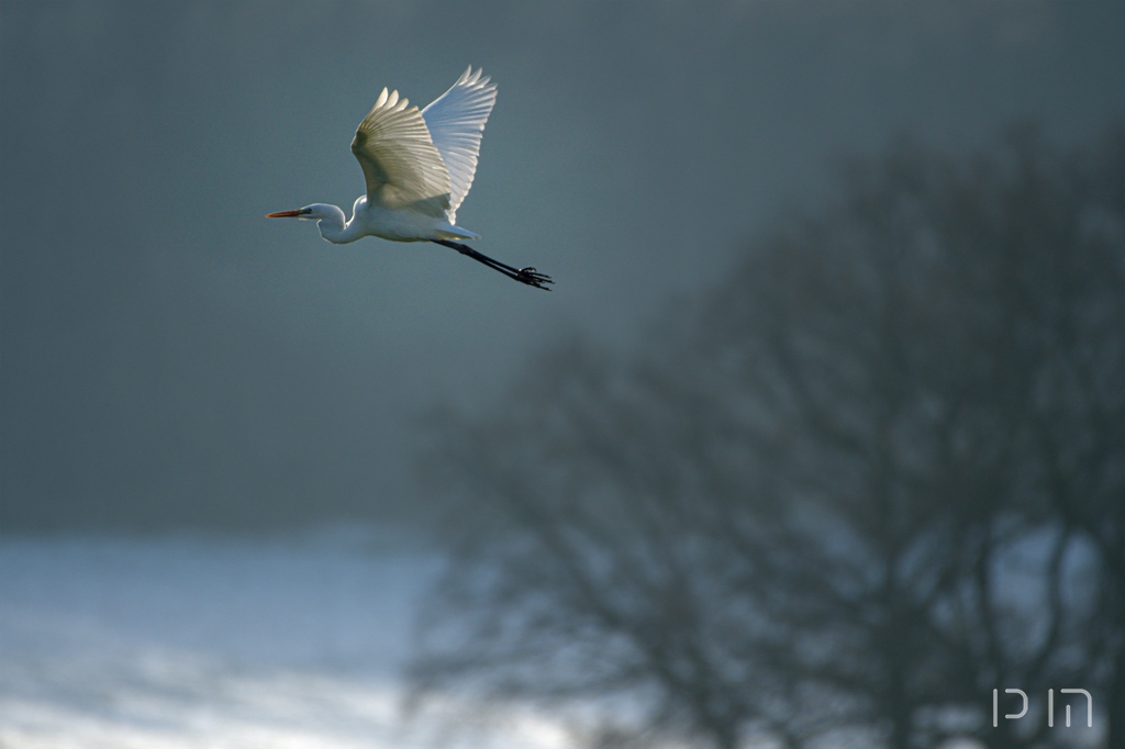 Grande Aigrette