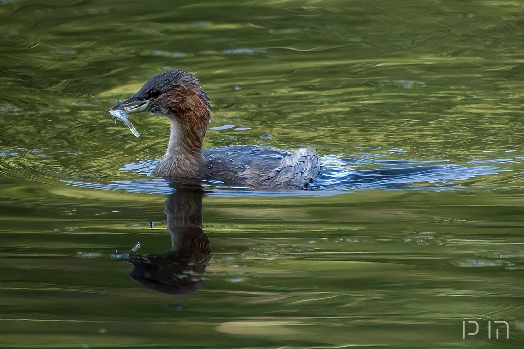 Grebe catagnneux