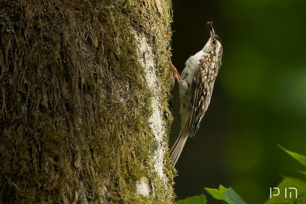 Grimpereau des bois