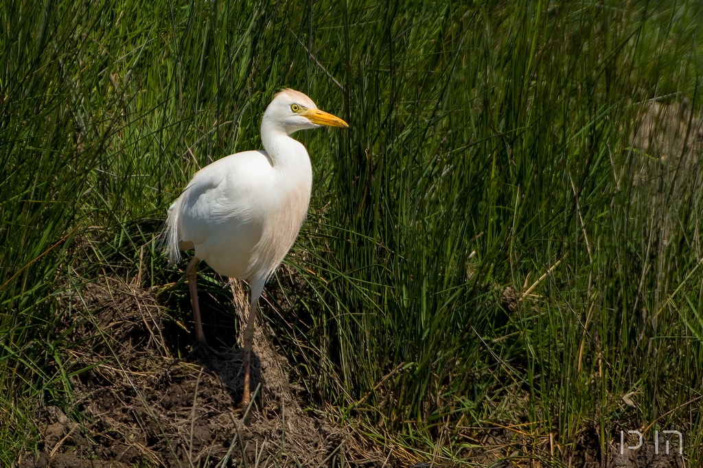 Heron garde-boeufs