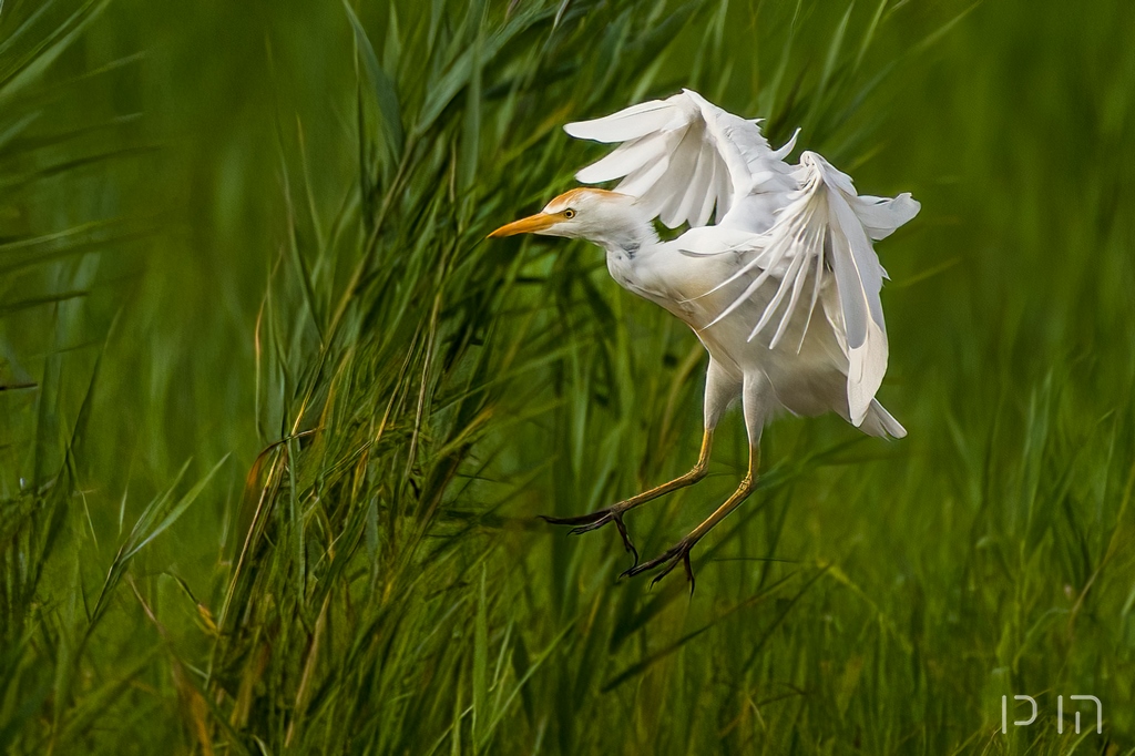 Heron garde-bœufs