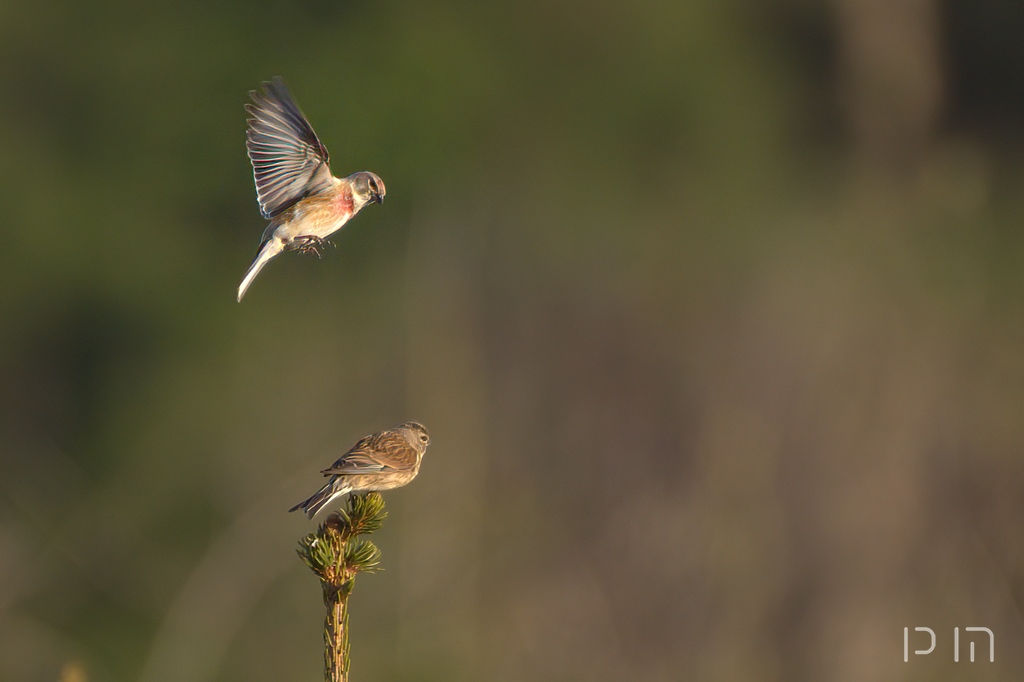 Linotte mélodieuse ♂ ♀