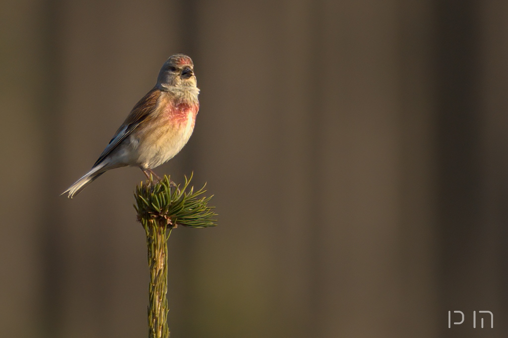 Linotte mélodieuse ♂