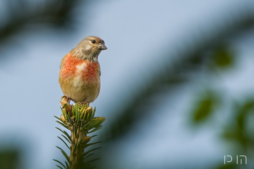 Linotte mélodieuse ♂