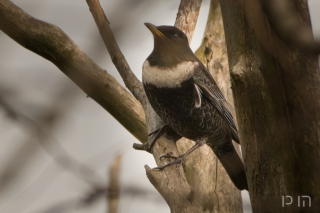 Merle à plastron ♂