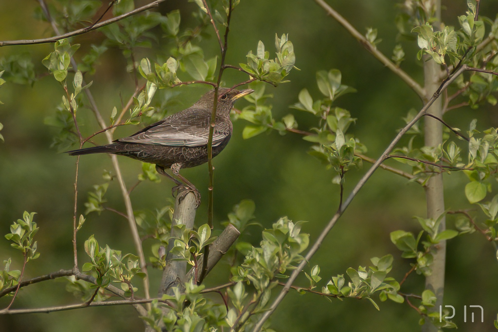 Merle à plastron ♀